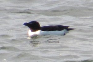 Razorbill at Port George on Jul, 7, 2022 - Larry Neily